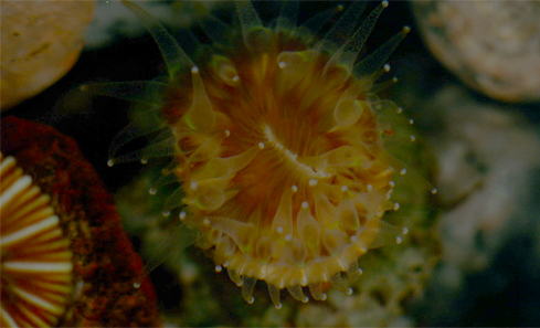 Cup Coral, 'Cladach' film still by Margaret Salmon 