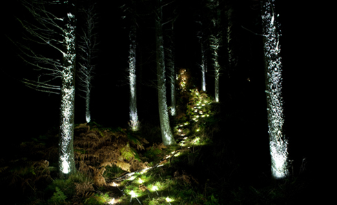 A path lit up at night through trees