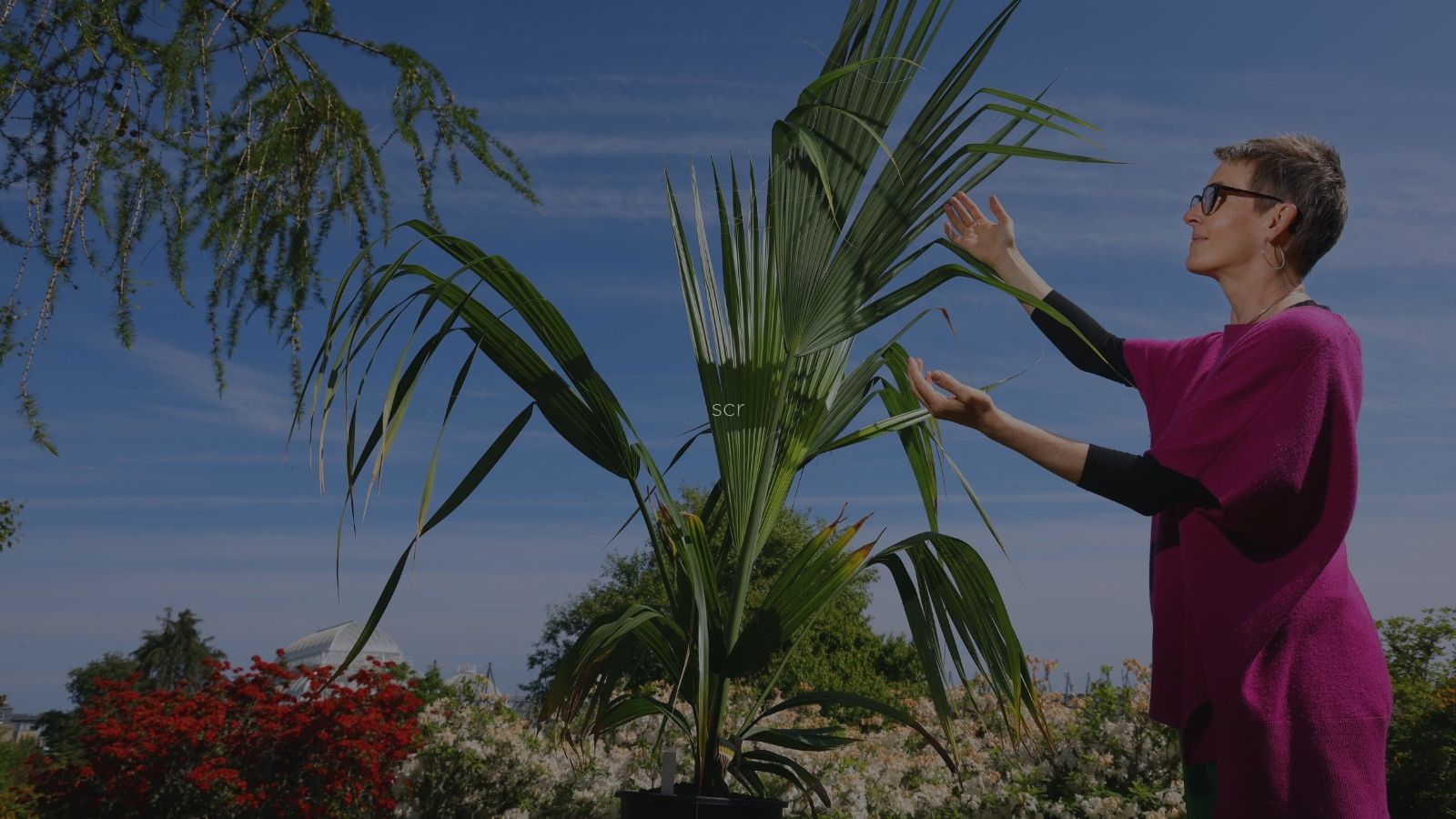 A person in a bright pink garment stands outdoors, gently gesturing towards a lush green palm tree under a clear blue sky.