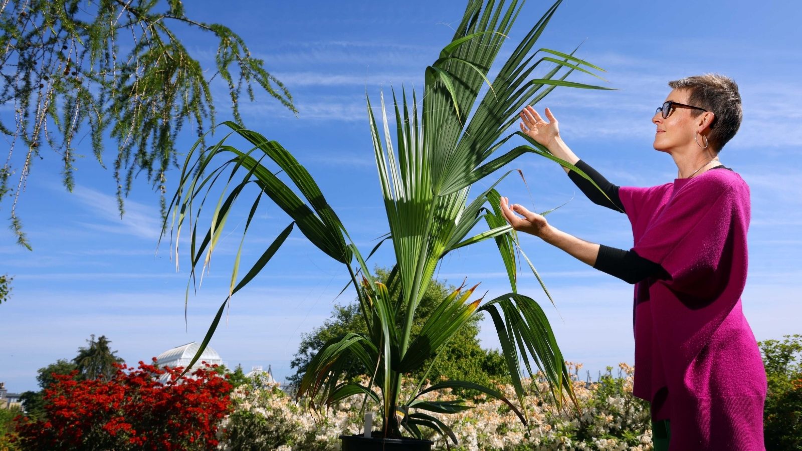A person in a bright pink garment stands outdoors, gently gesturing towards a lush green palm tree under a clear blue sky.